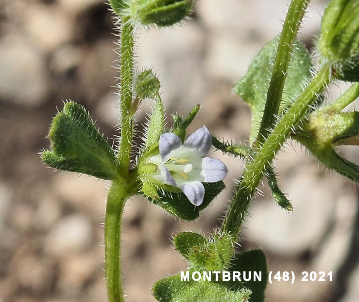 Bellflower, Annual flower